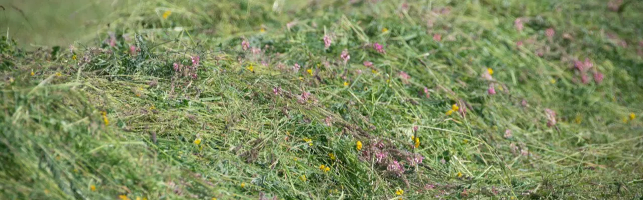 Freshly cut meadow forage scattered with pink and yellow wildflowers