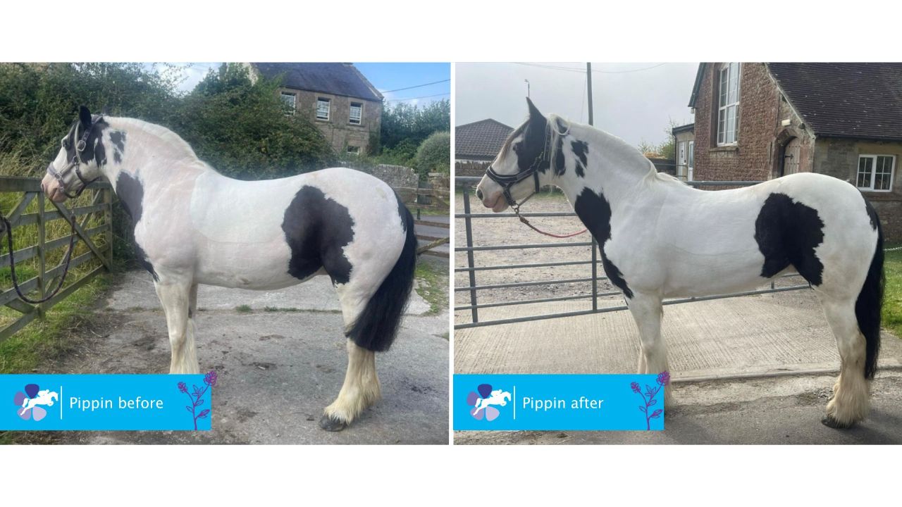 MetaSlim for overweight horses