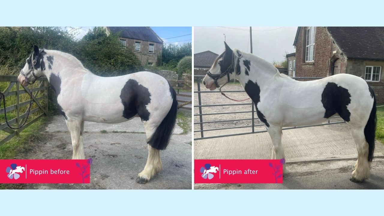 MetaSlim for overweight horses