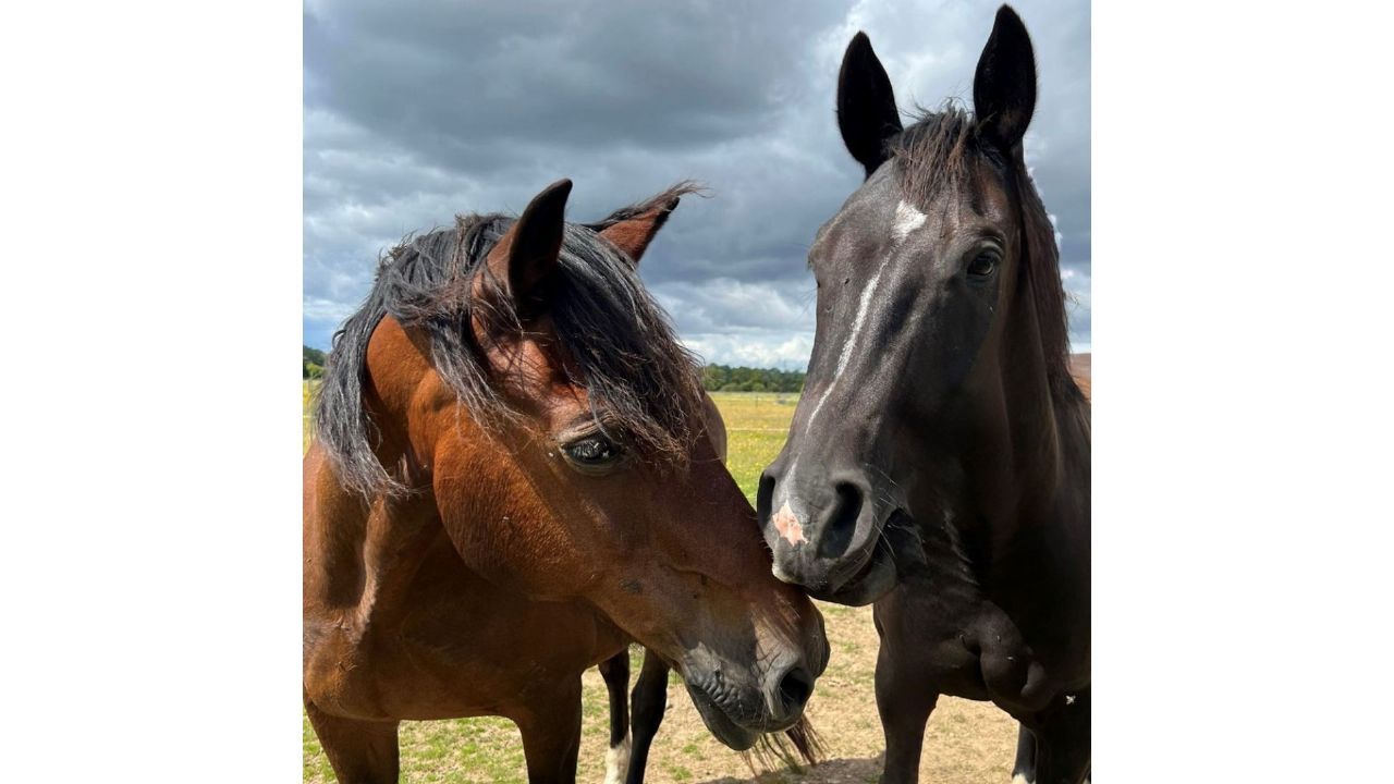 customer review about simple system horse feeds