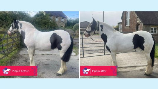 MetaSlim for overweight horses