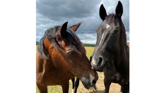 customer review about simple system horse feeds