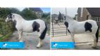 MetaSlim for overweight horses