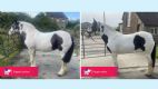 MetaSlim for overweight horses