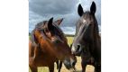 customer review about simple system horse feeds