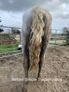 Chester | Simple System Horse Feeds