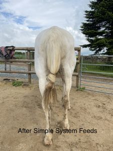 Chester | Simple System Horse Feeds