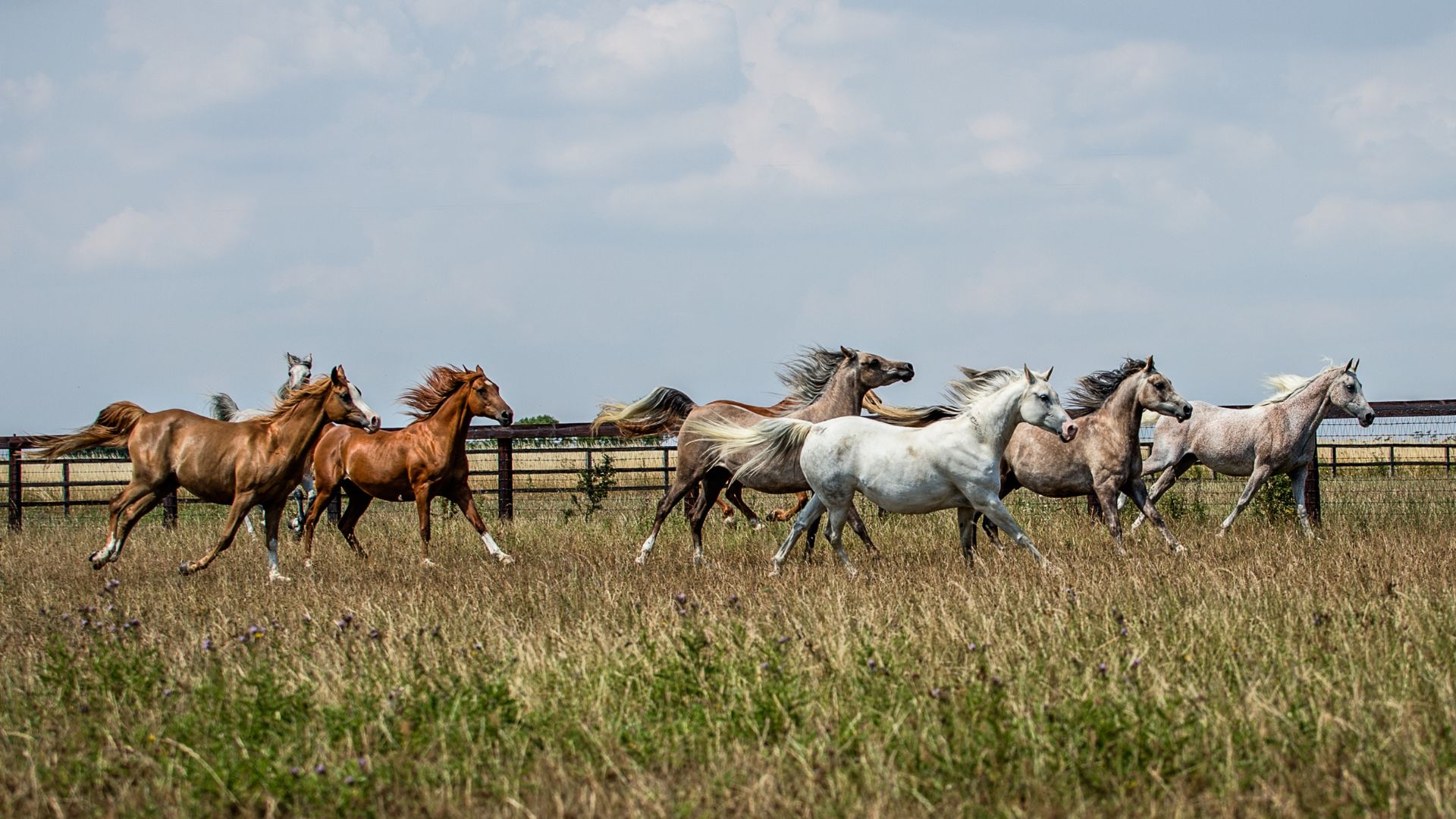 Horses grazing on natural forage