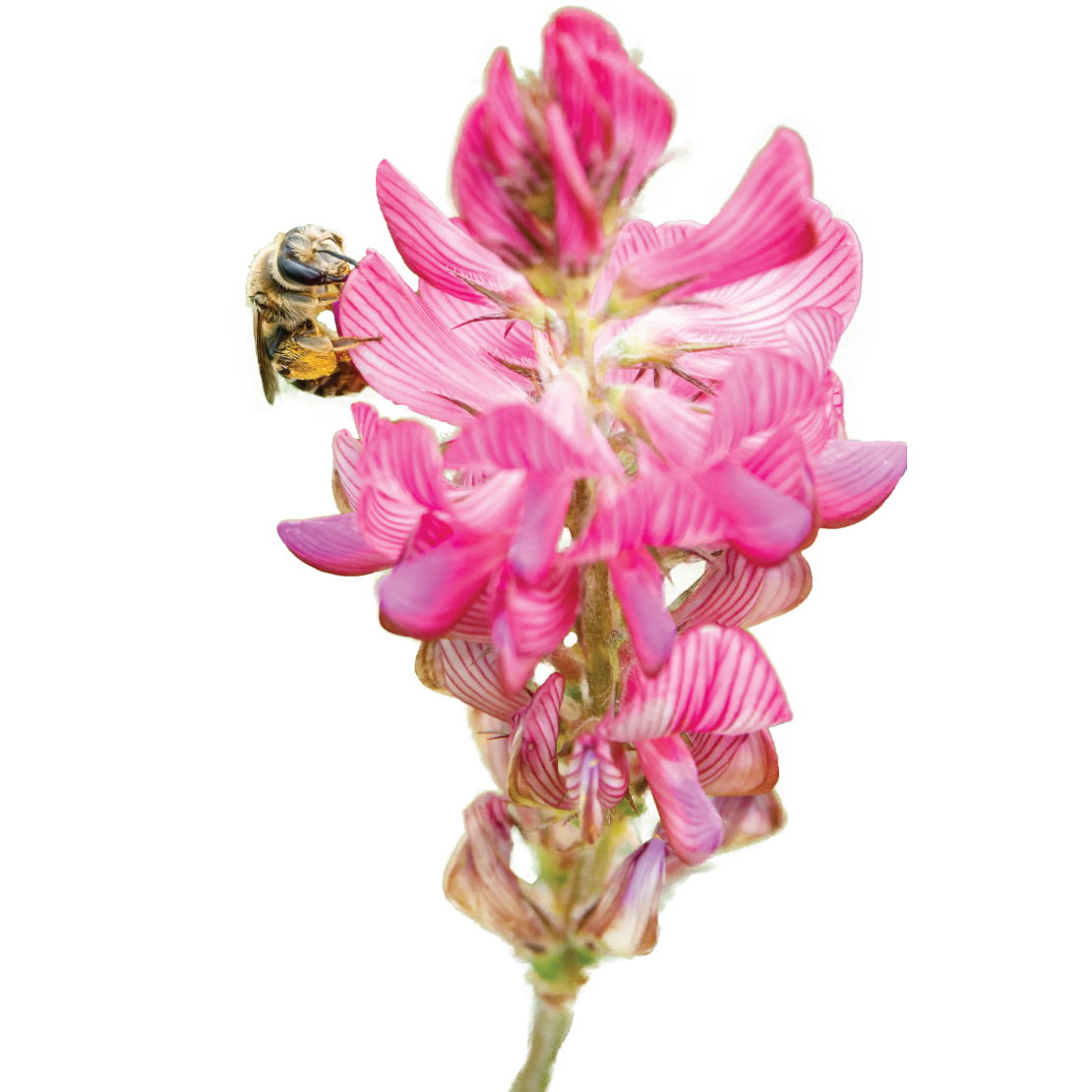 Sainfoin