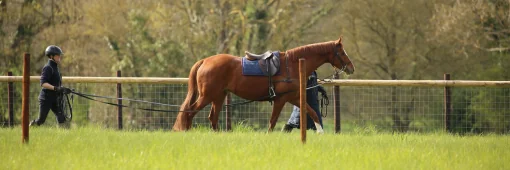 Horse grazing on natural pasture