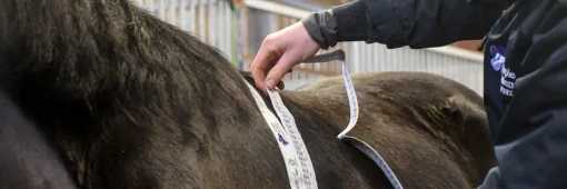 Horse and owner together in the stable