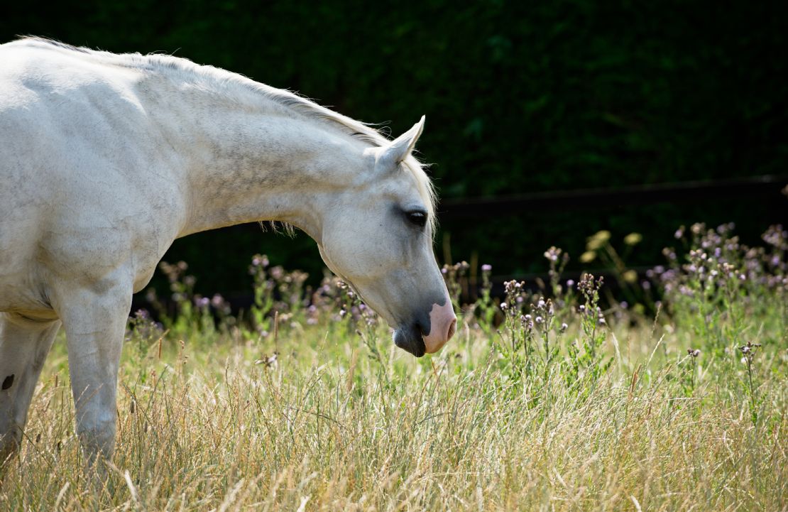 Why forage feeds