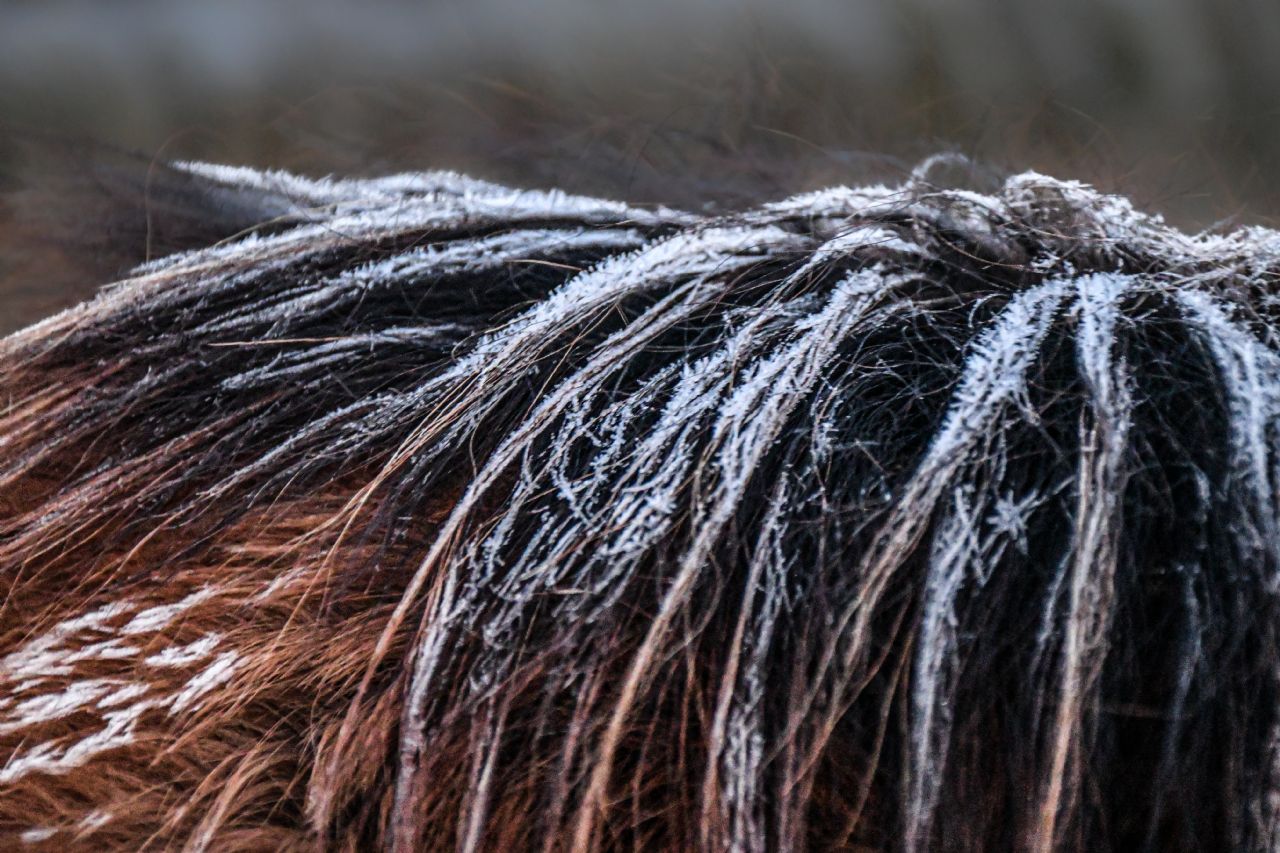 Frost in horse's mane