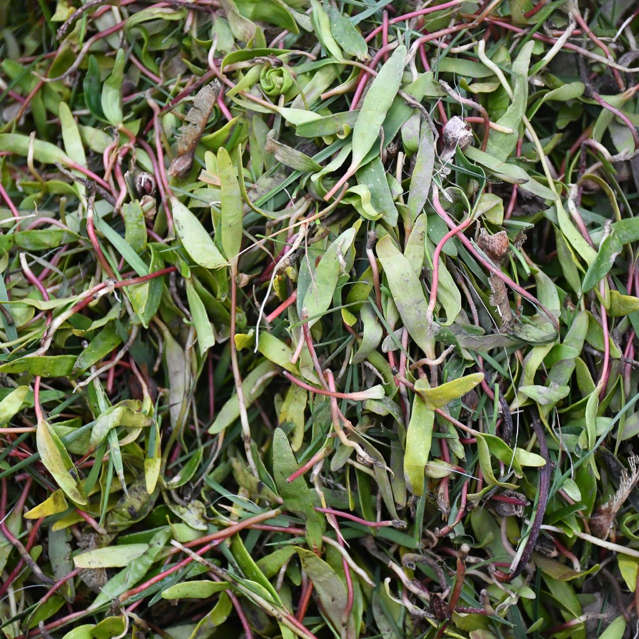 Simple System recommend removing sycamore saplings 