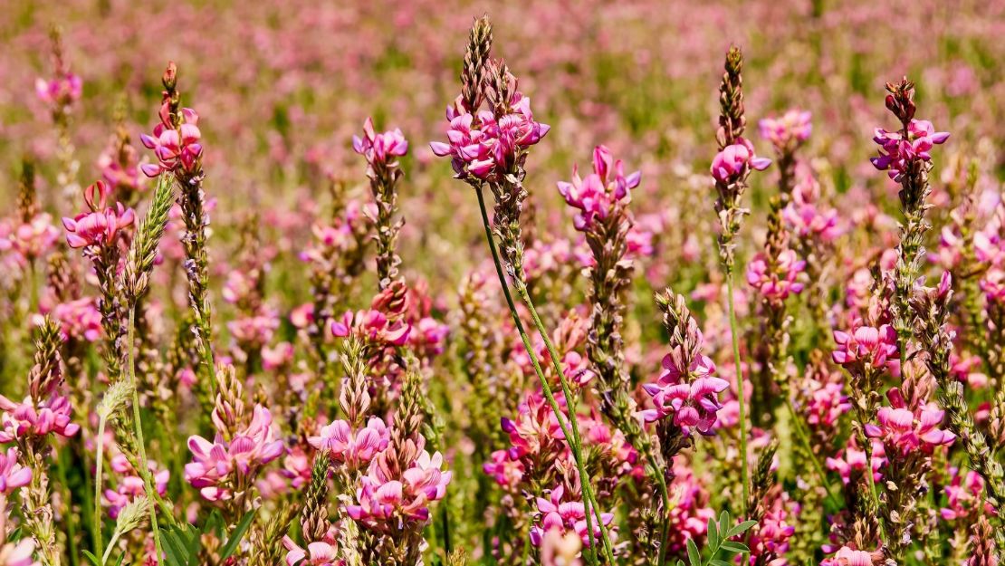 Sainfoin in flower