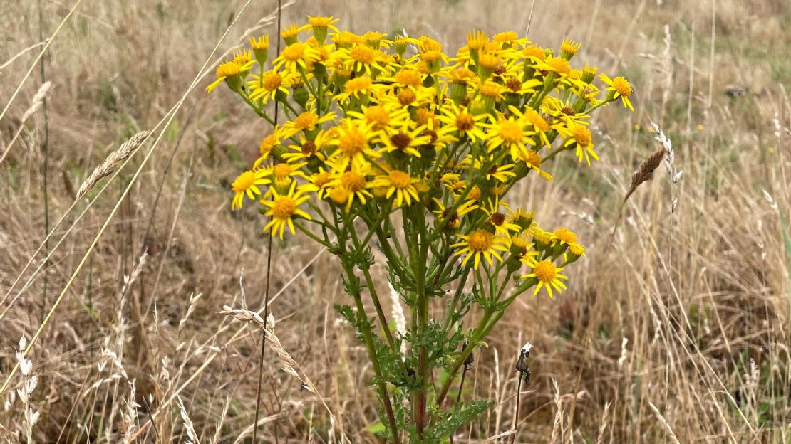 Managing ragwort risks for horses