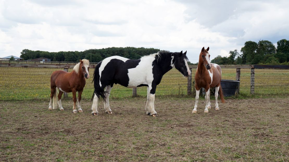 Understanding Sand Colic