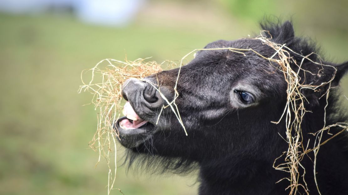 Introducing new hay