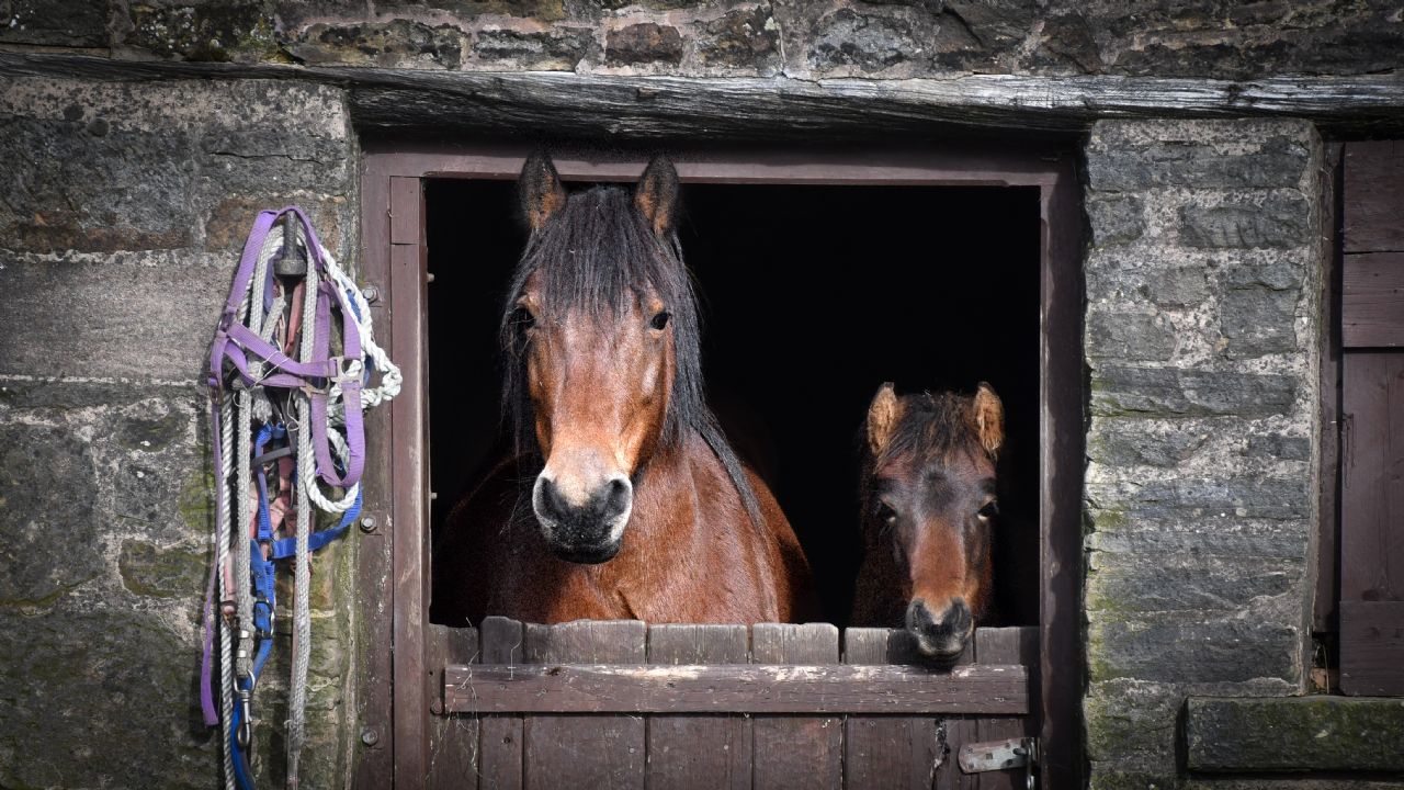 Mare and foal stabled, managing changes in routine during winter