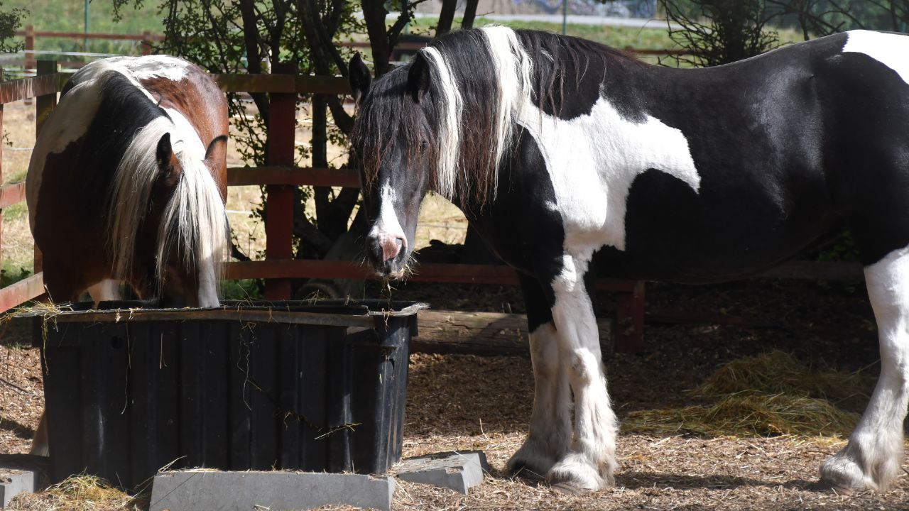 Itchy horses MalleMash Mallenders Sallenders Cobs