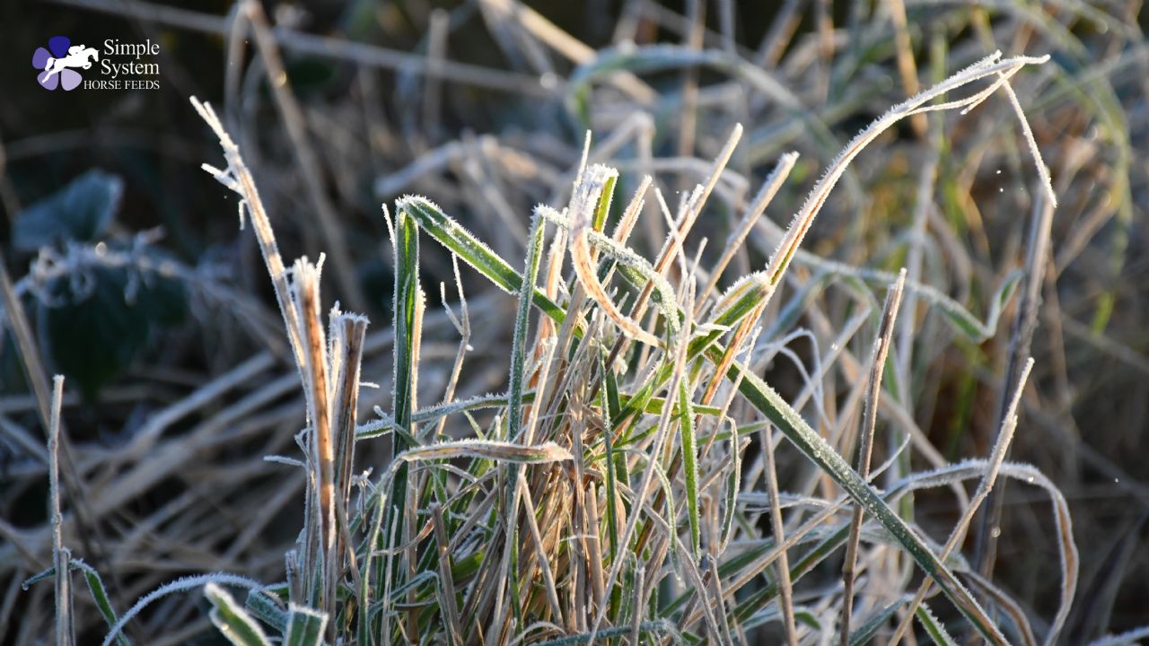 Frost and the increased risk of laminitis