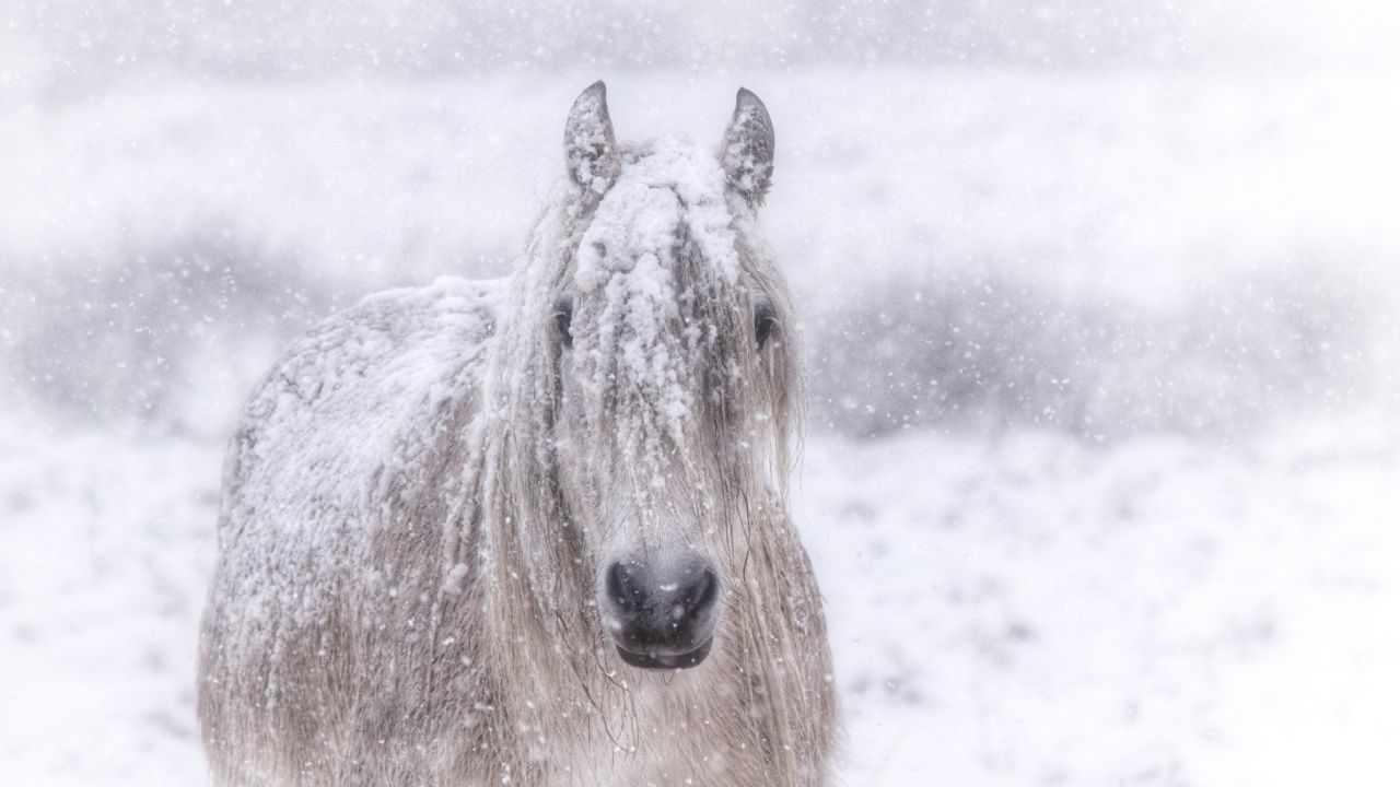 Can horses cope with extreme cold weather