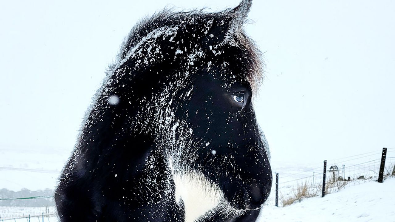 Feeding horses in cold weather