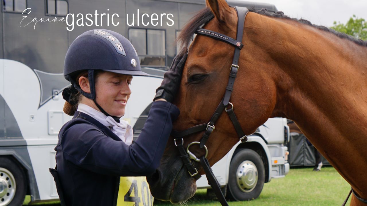 Gastric Ulcers in Horses