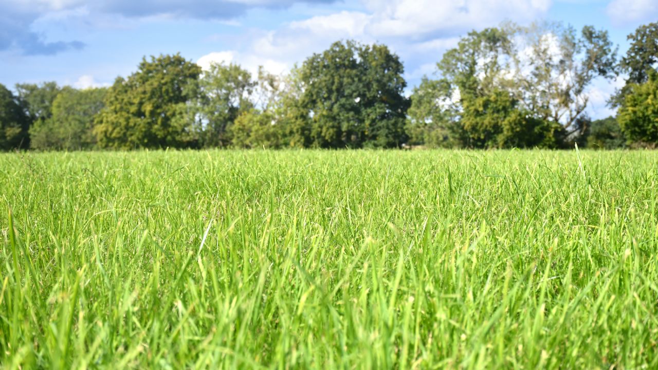 Paddock repair with natural grazing mix