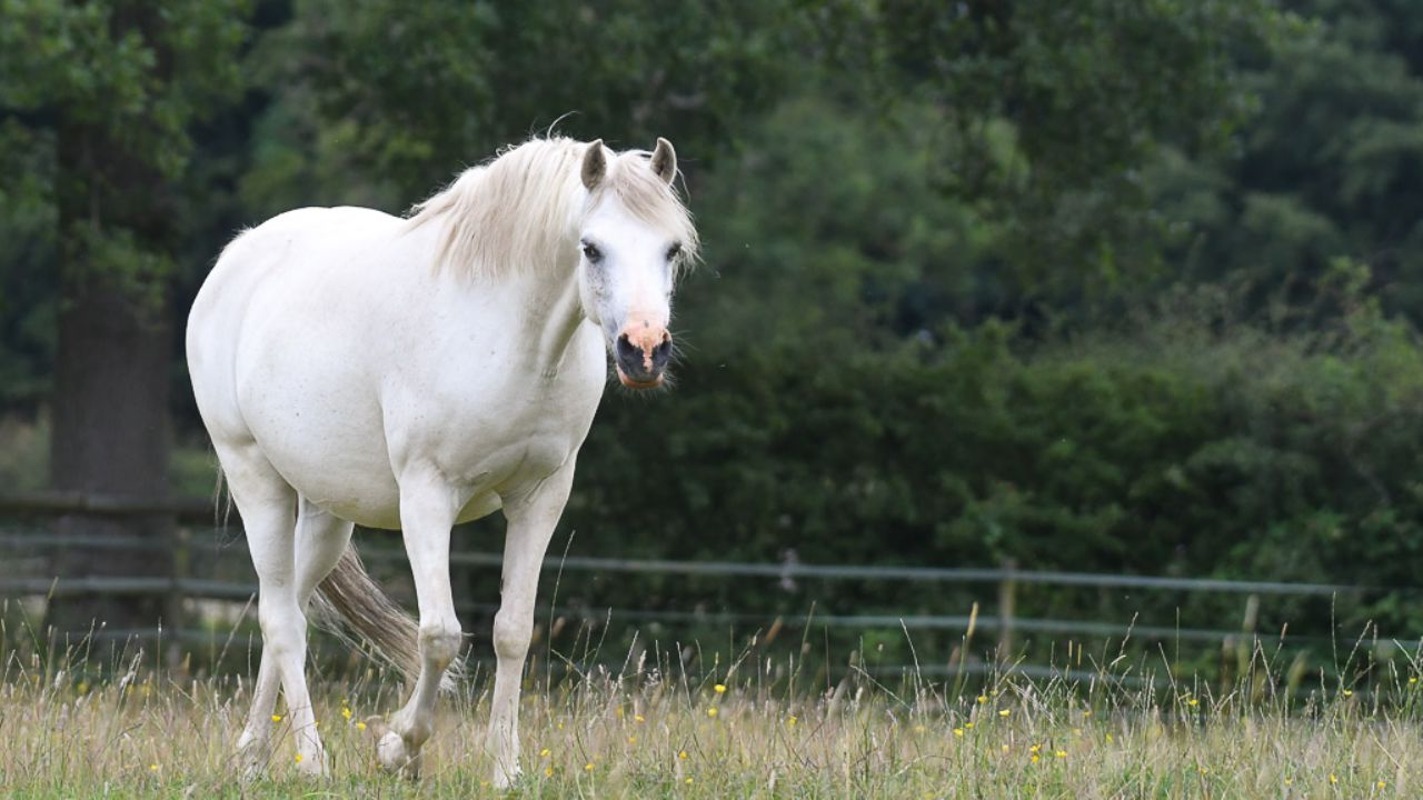 Best feed for laminitis