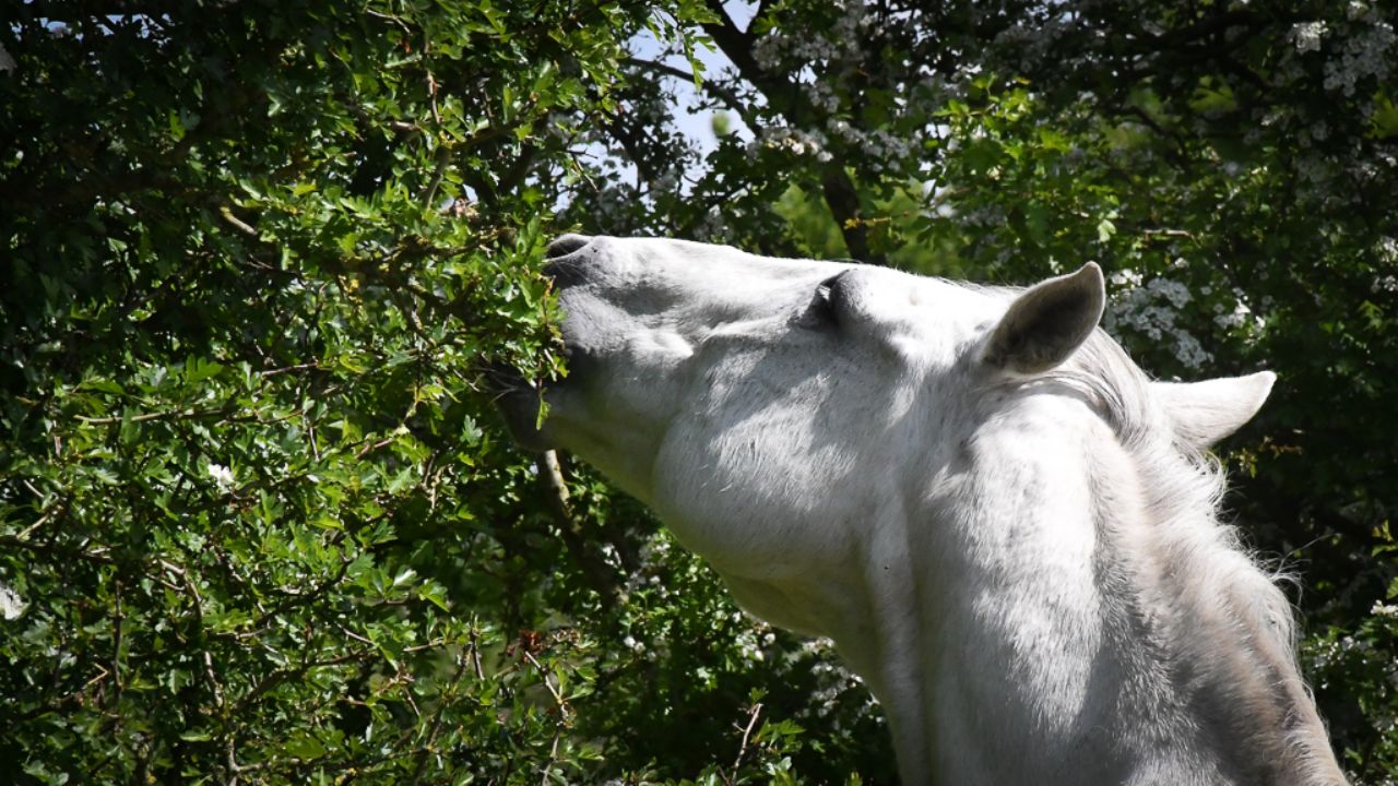 Horses love hedges