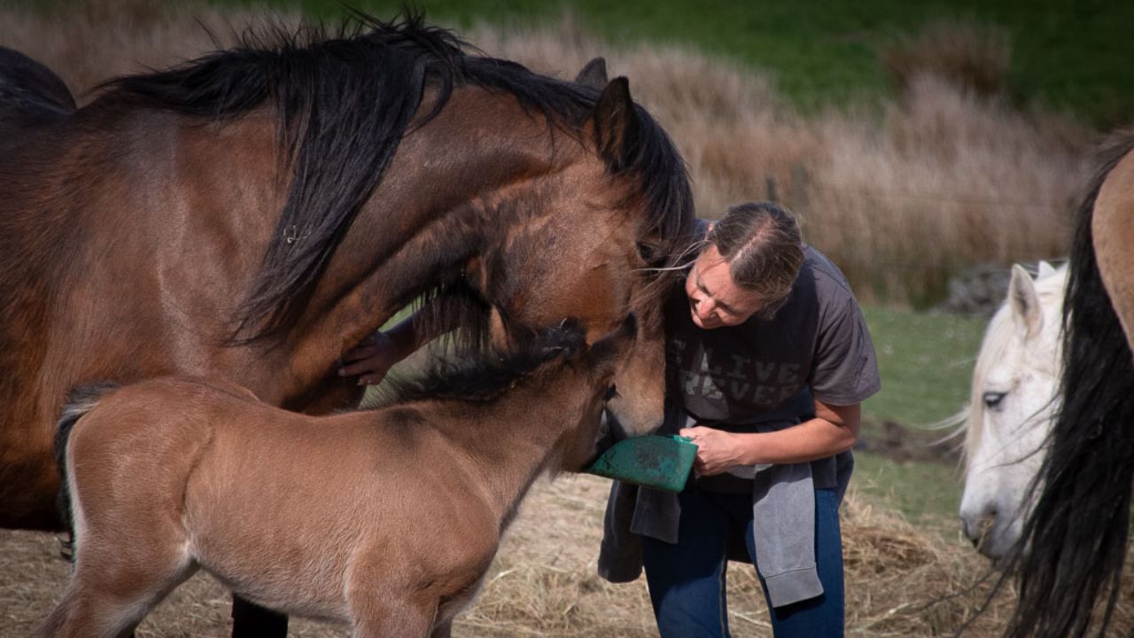 Feeding the broodmare and foal