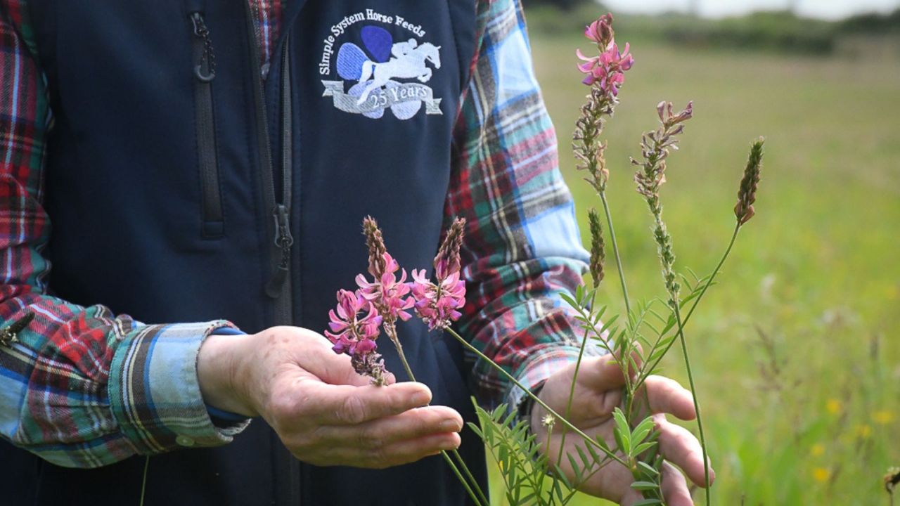Sainfoin for horses and sustainable farming