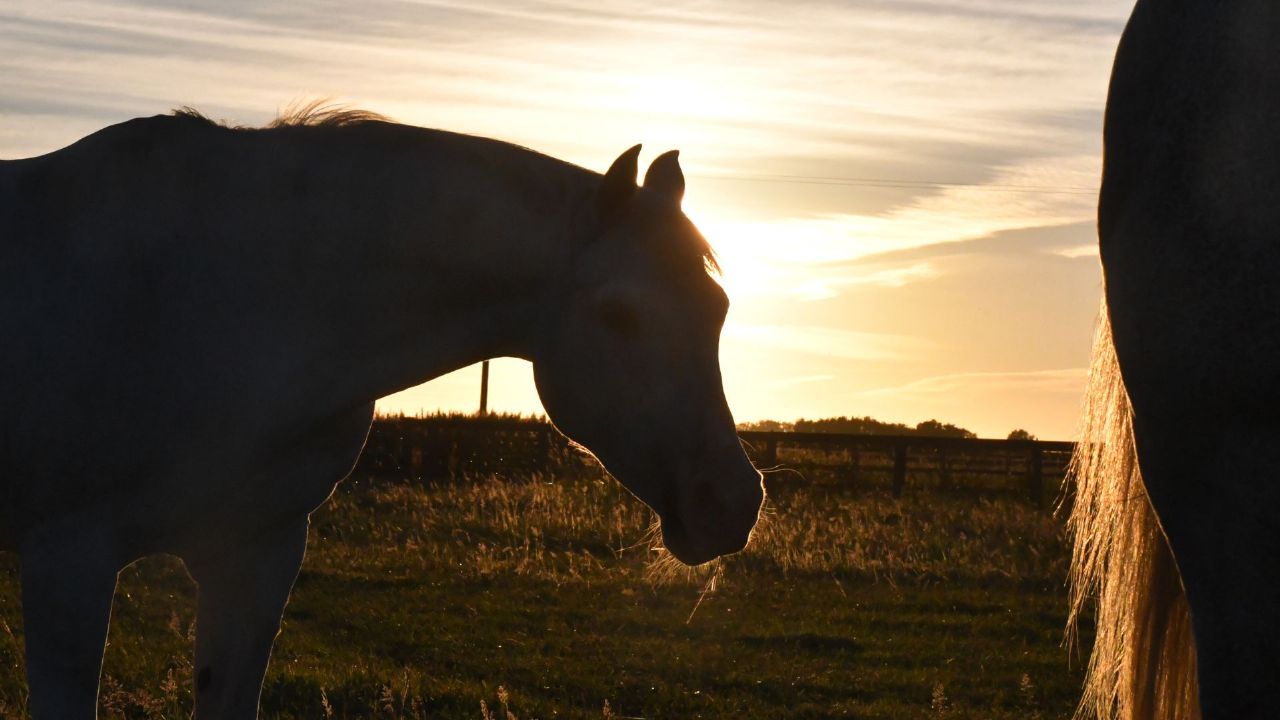 How does drought affect grass growth for horses