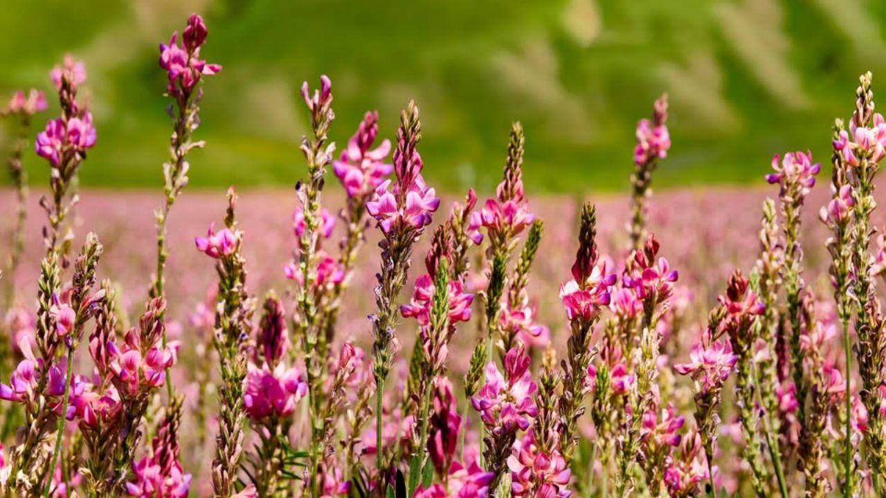 sainfoin horse feed