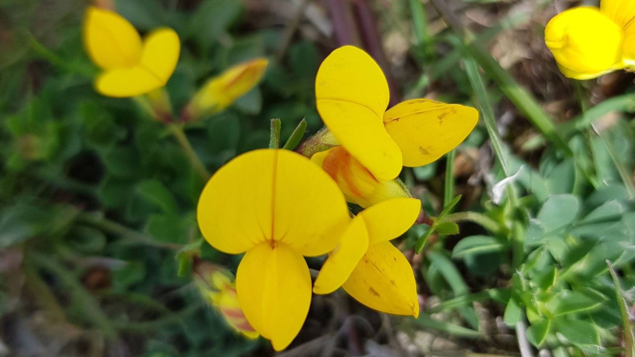 birdsfoot trefoil