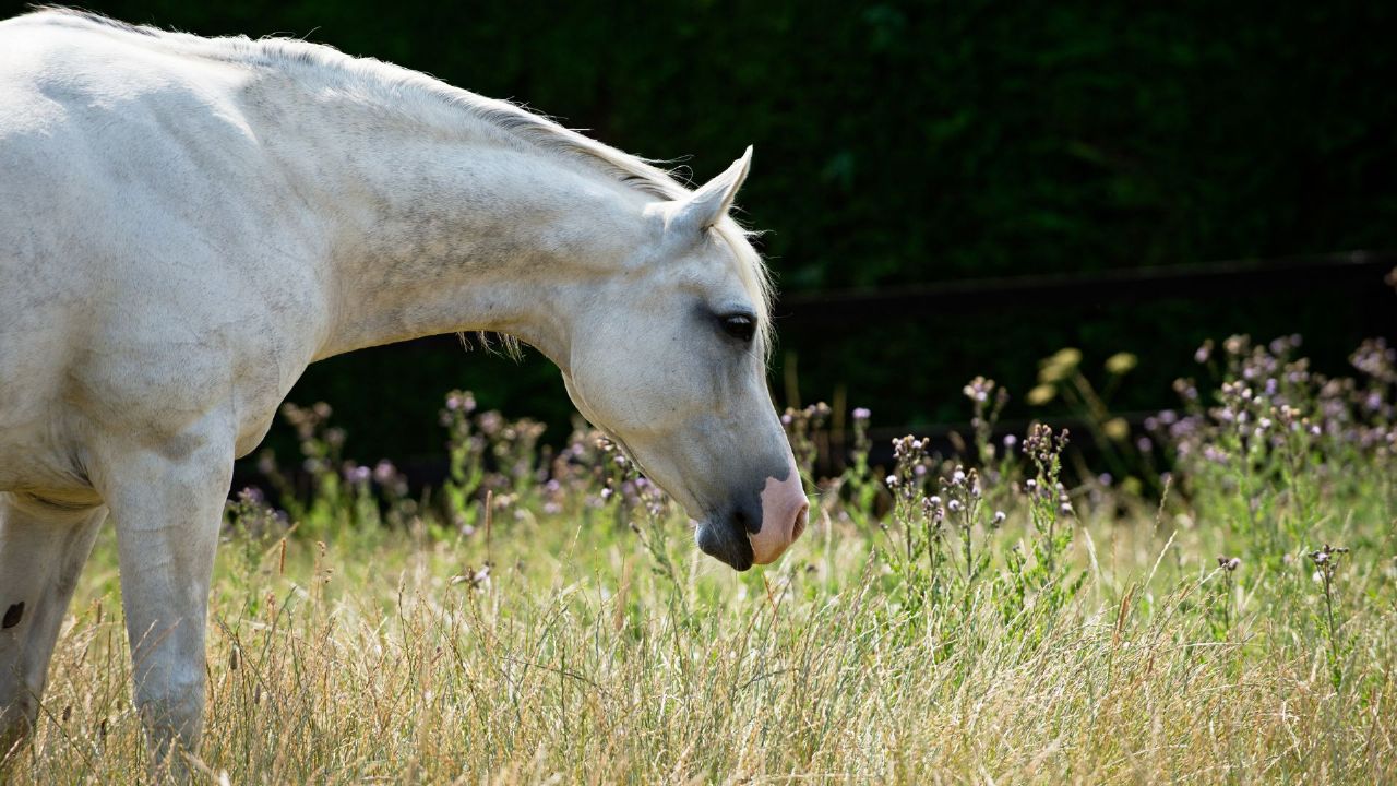 Do horses self medicate