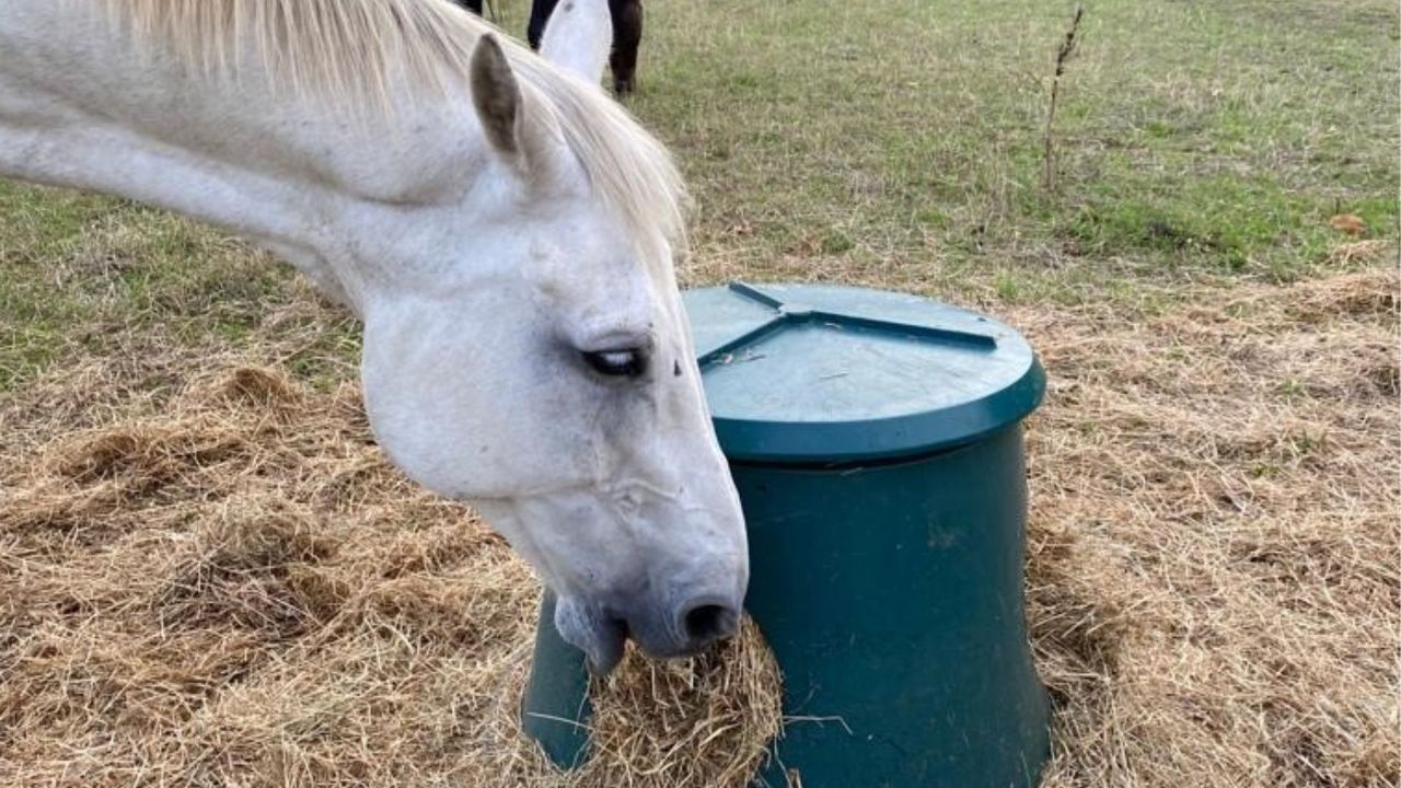 No grass