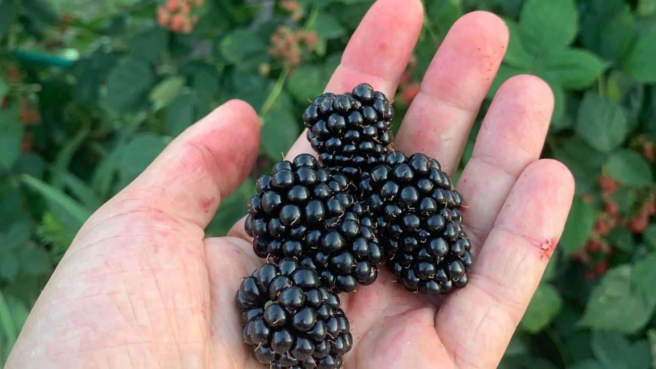 blackberry coats in horses