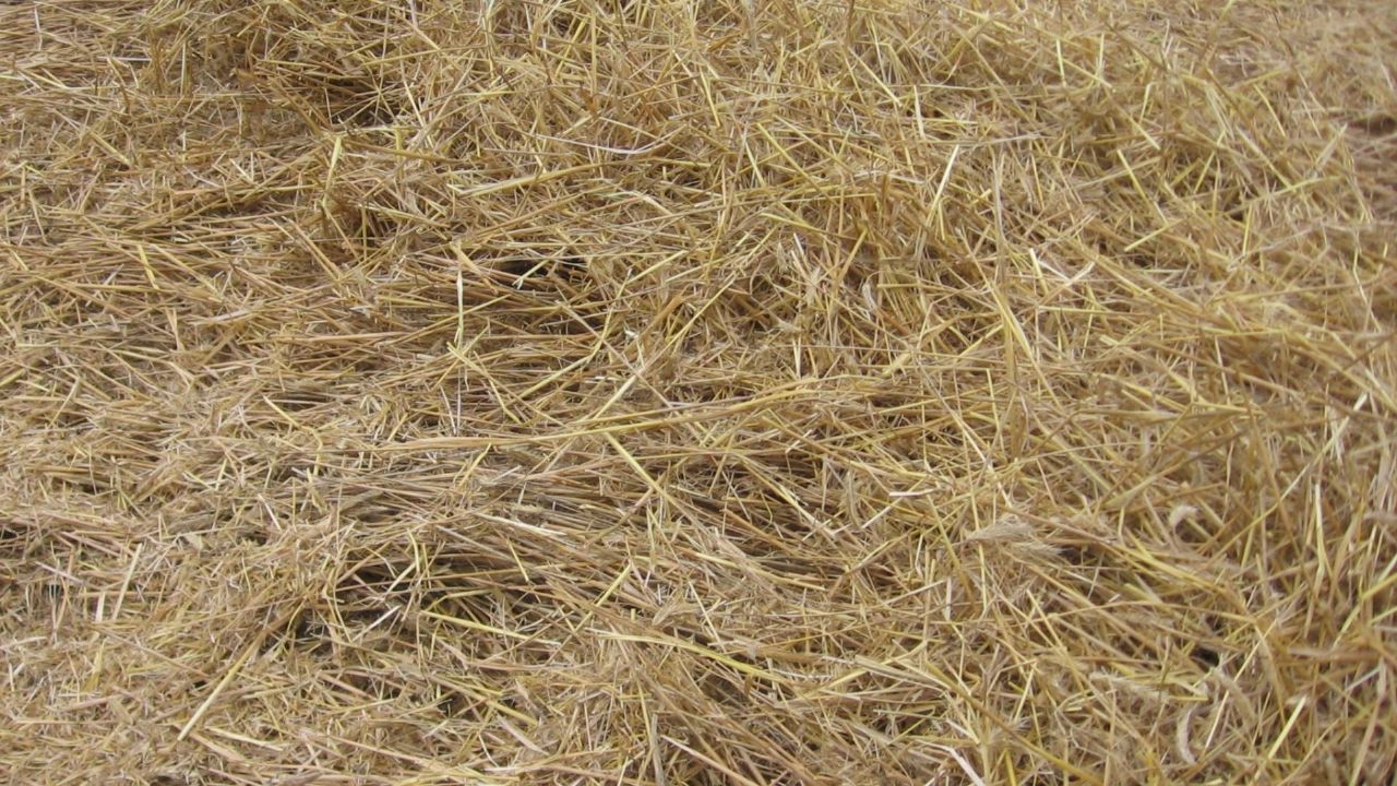 UK hay shortage