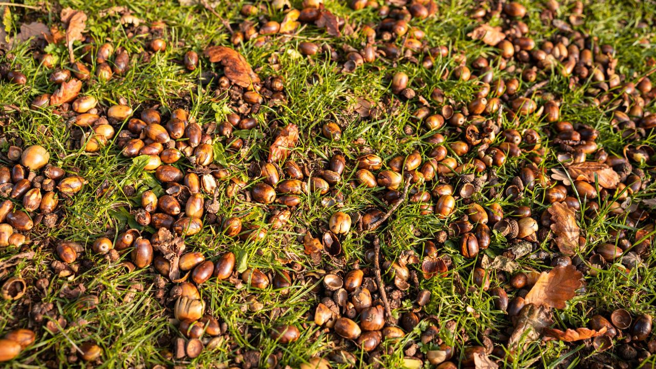 Why are there so many acorns this year