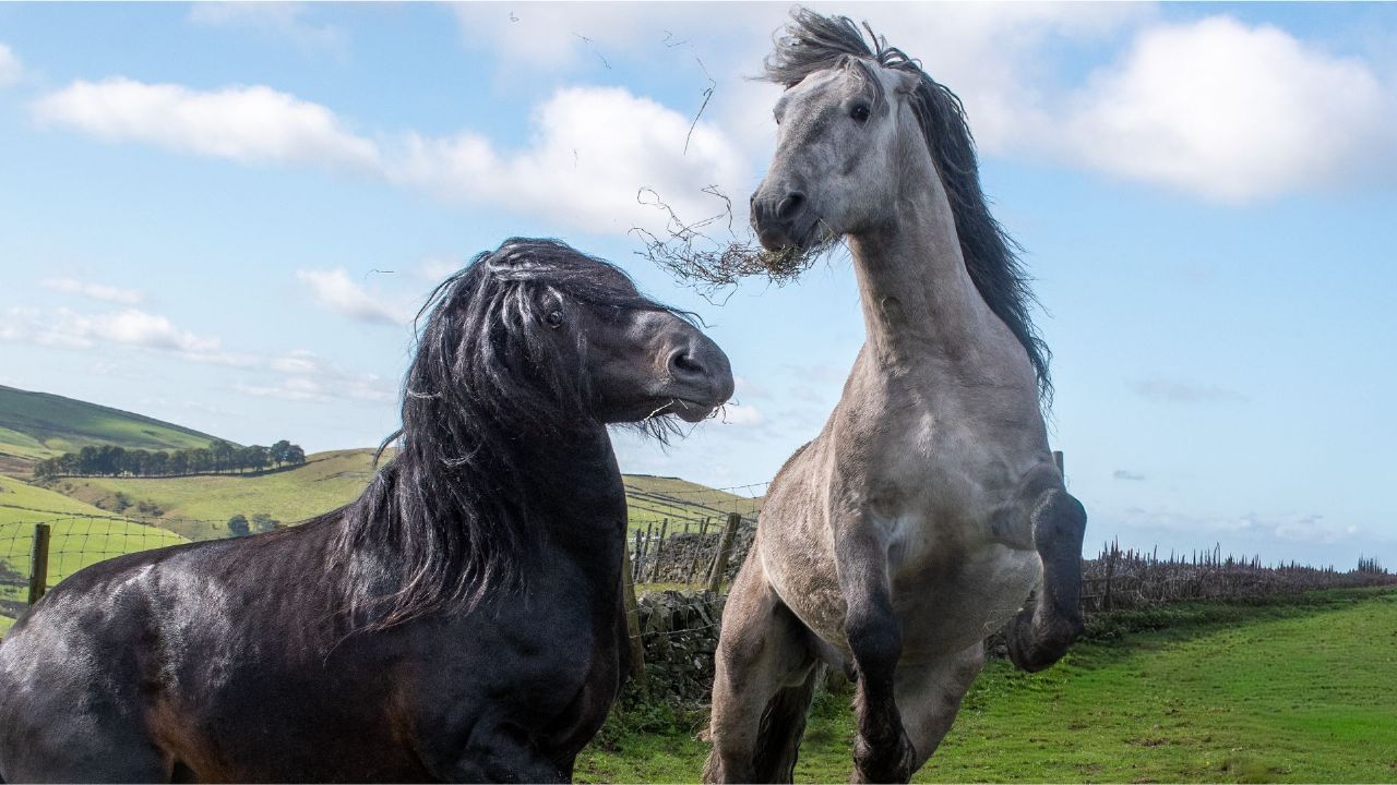 Hormonal horses in autumn