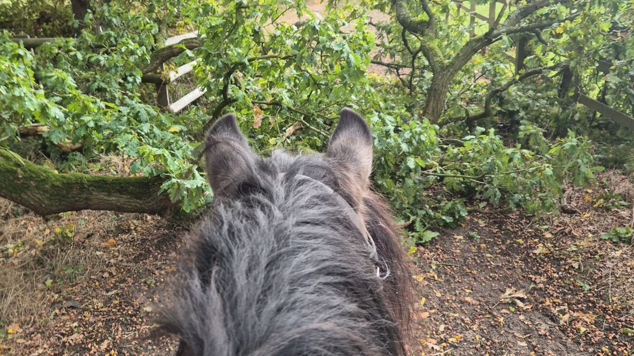 Oak toxicosis and atypical myopathy horses