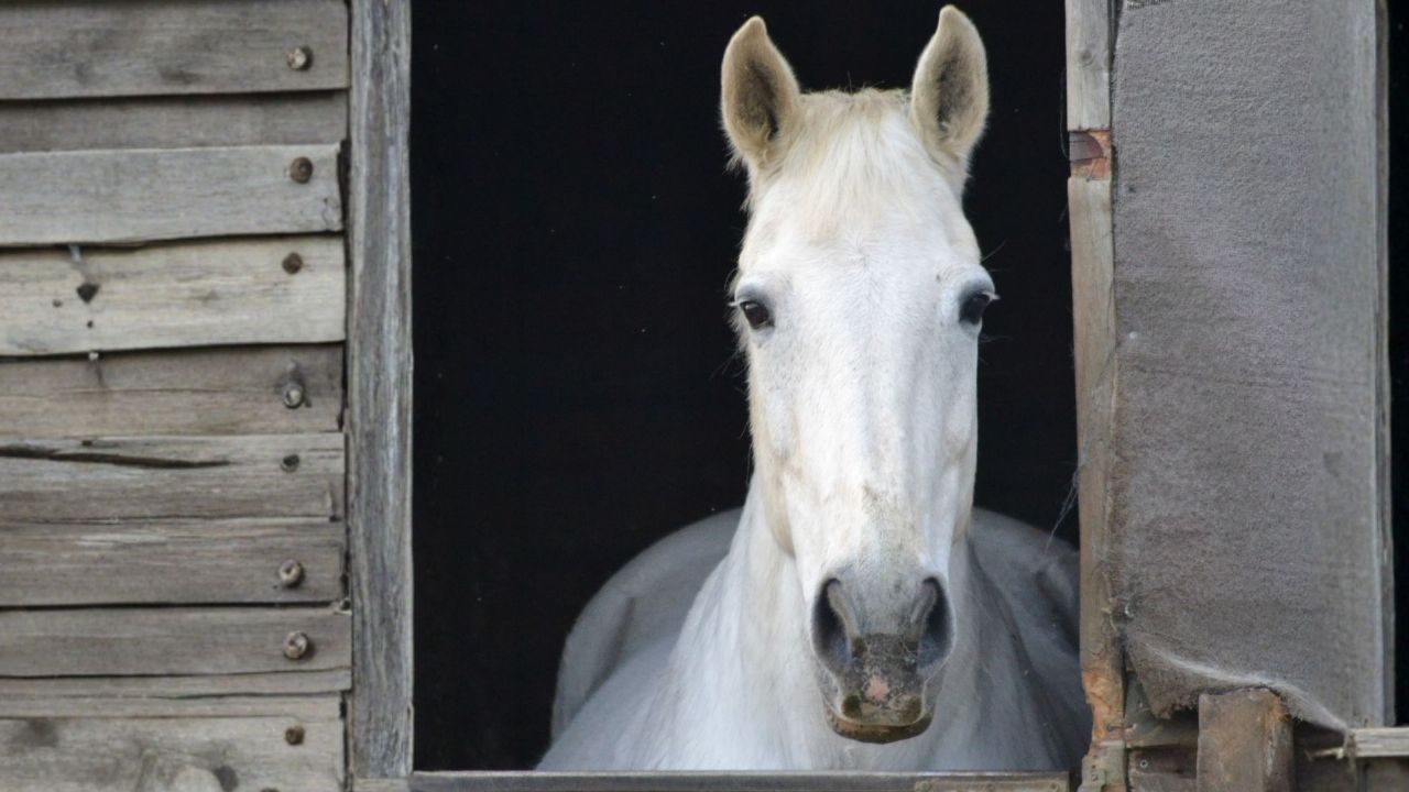Preparing horses for the clocks to change
