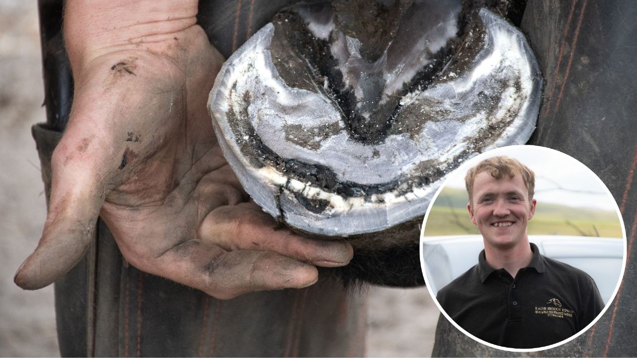 Hoof abscesses in horses