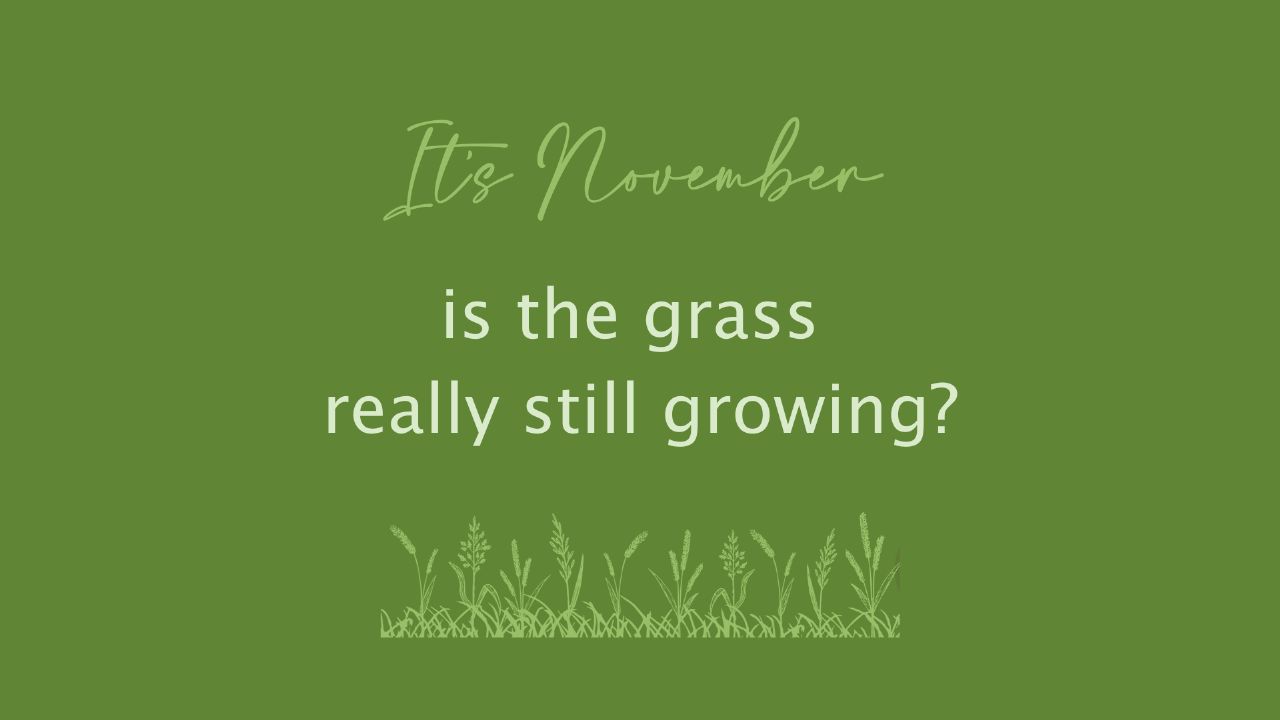 Can the grass still grow in November