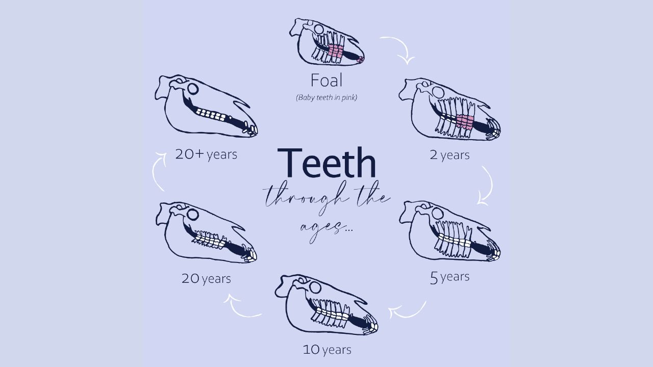 Horses teeth as they age
