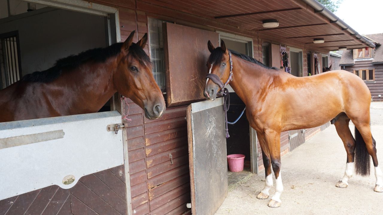 Simple System Horse Feeds