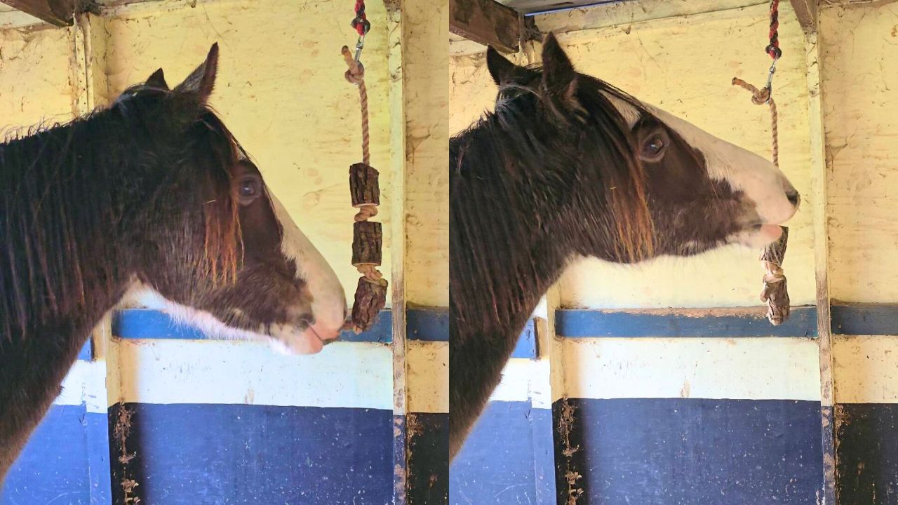 Browse for horses and donkeys