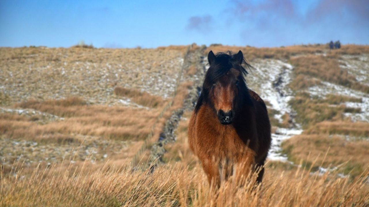 Winter weight loss horses